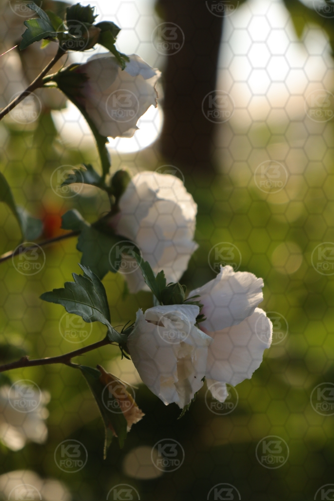 s_IMG_0446.jpg